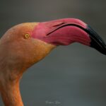 2022-02 - Camargue - Parc ornithologique du Pont de Gau - 15